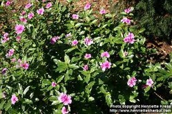 Catharanthus Roseus